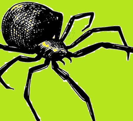 Black, long legged spider on a flat green background