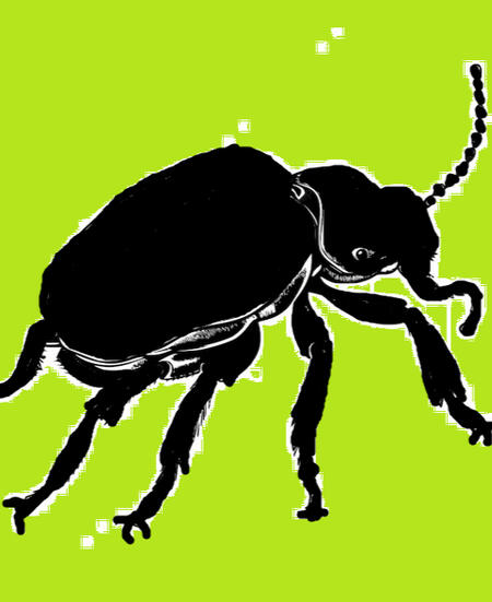 Black beetle on a green background